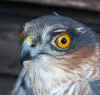 Accipiter nisus 3Kplus male.jpg (55007 byte)