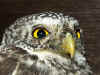 Glaucidium passerinum2 28VIII.jpg (110417 byte)