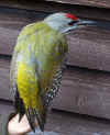 Picus canus2.jpg (53963 byte)